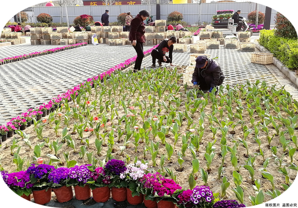 64a7cae965c0f.jpg 郁金香節(jié)01.jpg