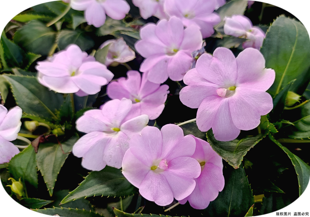 64ba35bc75d00.jpg 超級鳳仙02.jpg