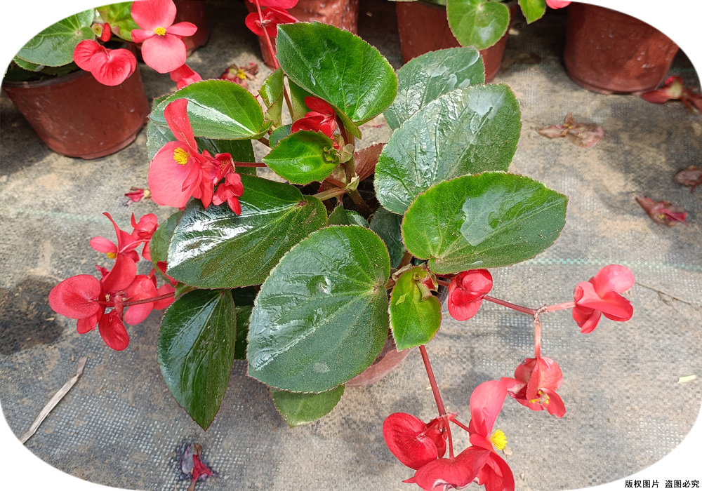 64ba36b9f2b21.jpg 大花海棠02.jpg